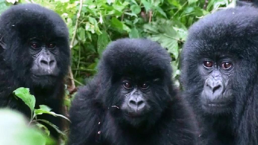 Hướng Dẫn Du Lịch Cho Gorilla Safaris ở Chau Phi