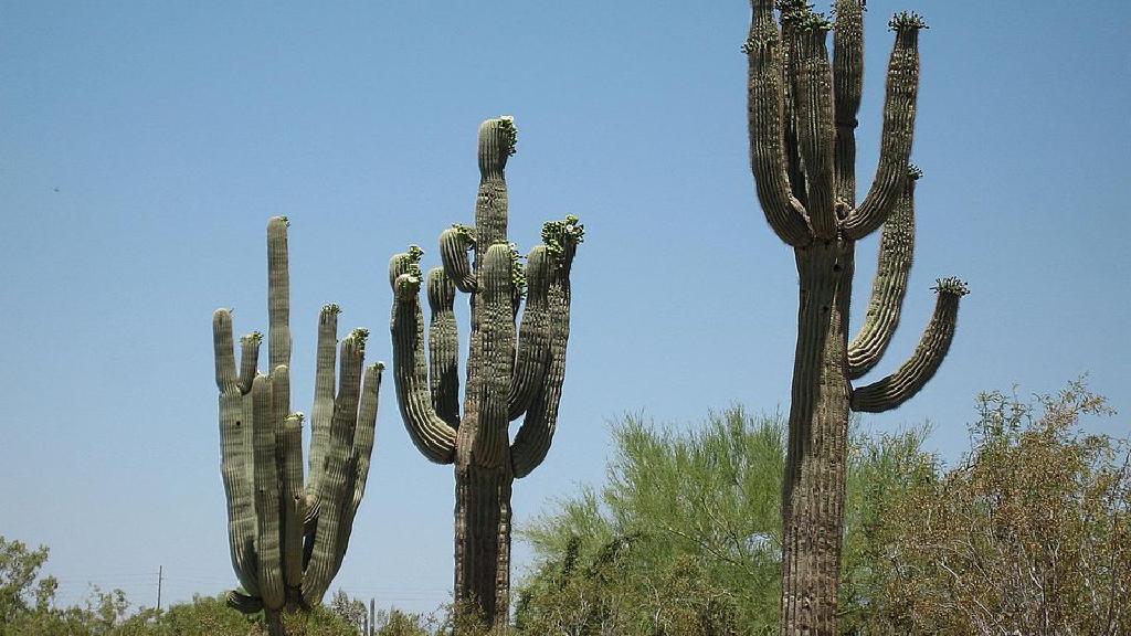 کیا یہ ایک Saguaro یا Sequoia کیکٹس ہے