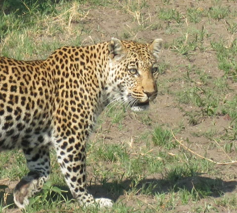 Kur Pamatyti Leopardas Afrikoje