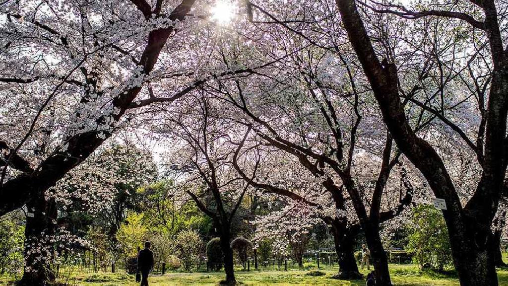 Sve o japanskim festivalima cvetanja trešnje
