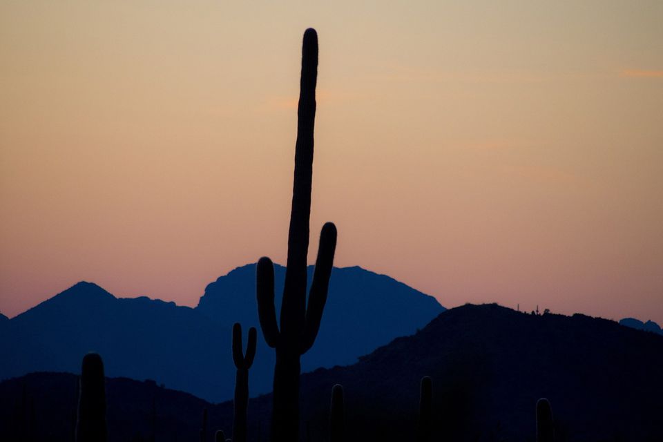 Saguaro क क टस क ब र म ज नन क ल ए 16 च ज