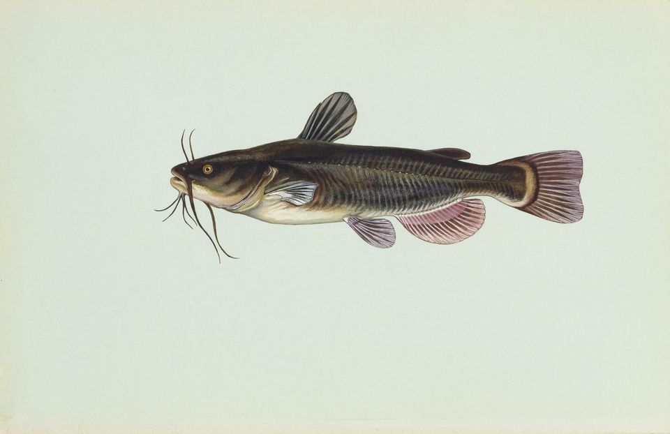 ノーマン湖の魚種