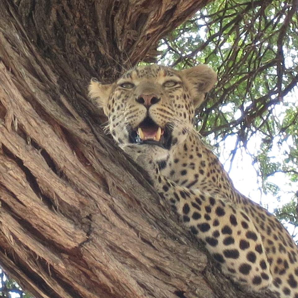 Kur Pamatyti Leopardas Afrikoje