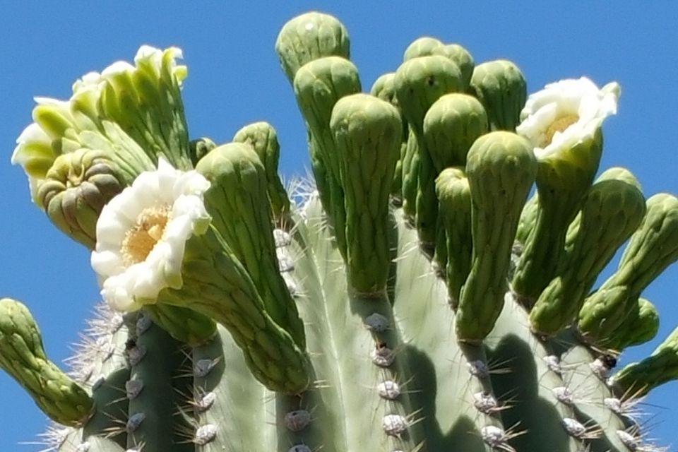 Saguaro क क टस क ब र म ज नन क ल ए 16 च ज