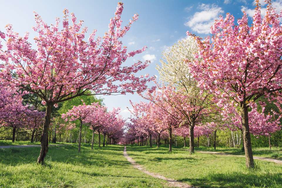 أفضل الأماكن لمشاهدة Cherry Blossoms في ألمانيا