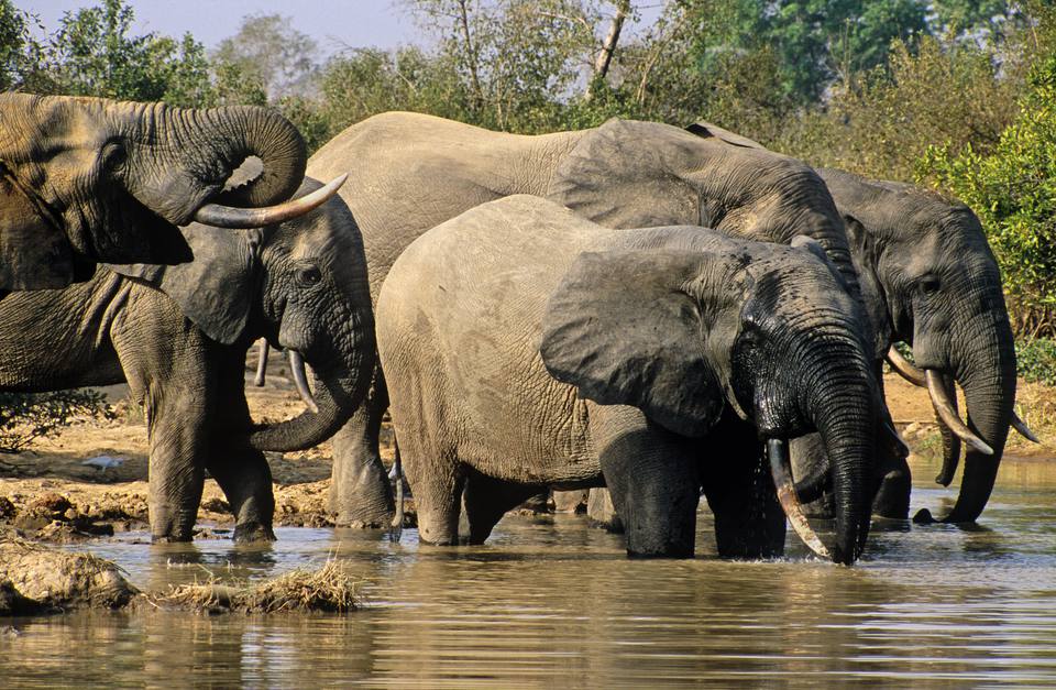 Kawanan gajah di hol yang berair di Taman Nasional Mole