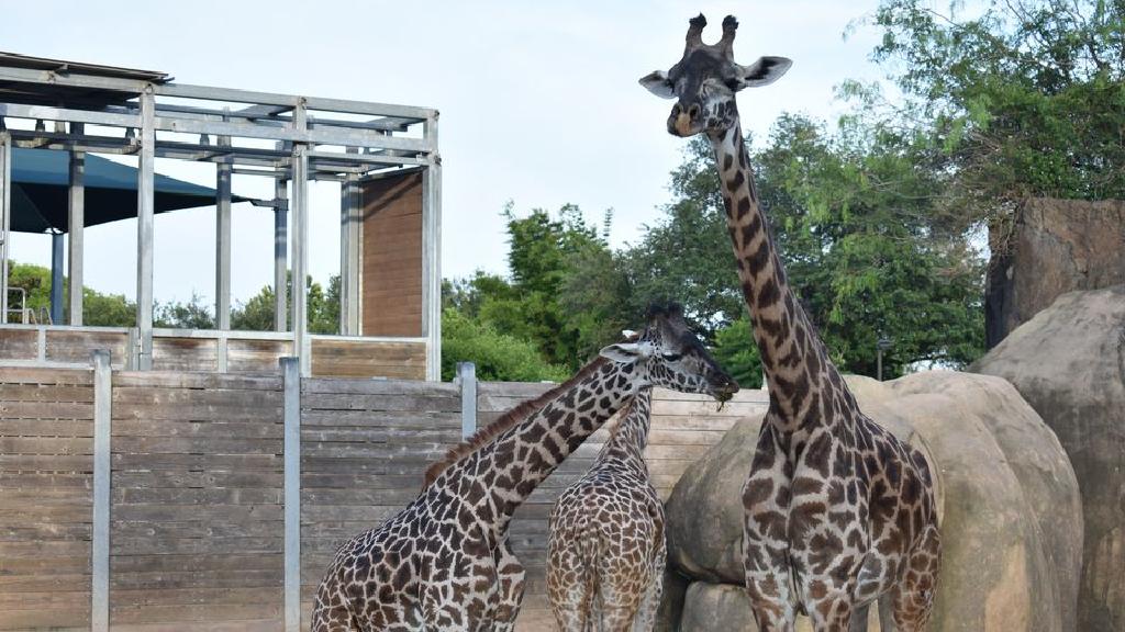 At the zoo. Зоопарк Хьюстона. Зоопарк Хьюстон каоза. Зоопарк в Техасе. Зоопарк Майкоп.