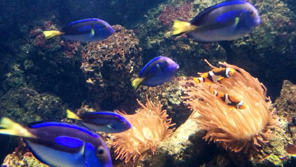 海洋生物伦敦水族馆游客信息和评论