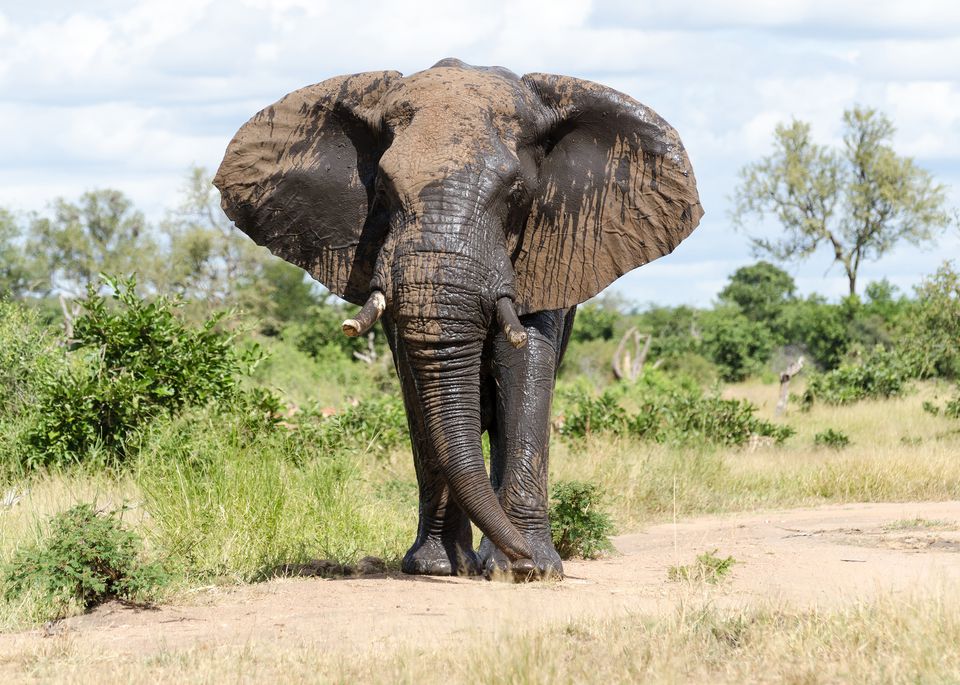 Top 10 Lista Najnevarnih Zivotinja U Africi