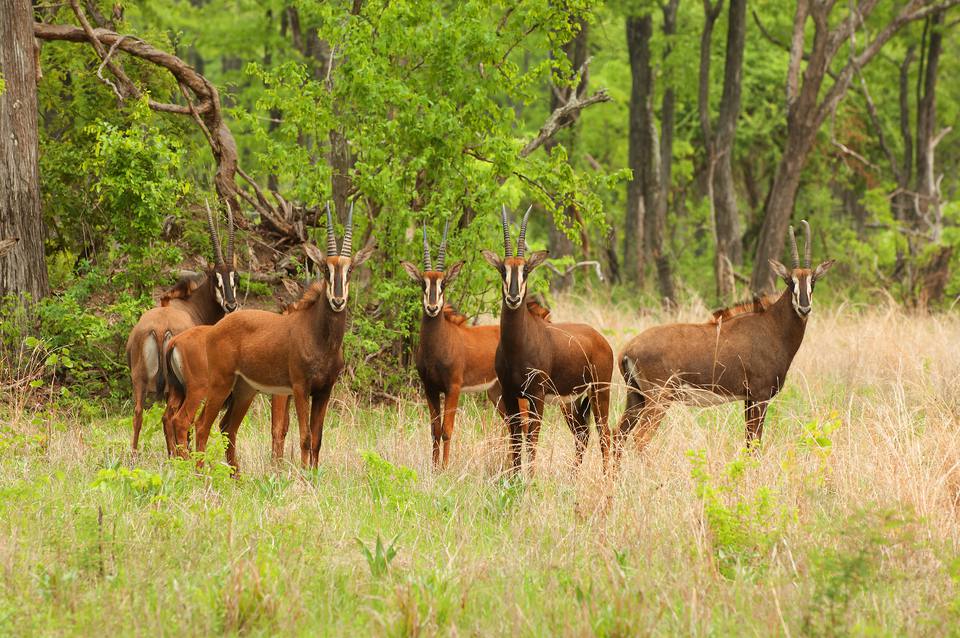 Antelope Sable (Hippotragus niger) Antelope، پارک ملی لویونده، حیات وحش حیات وحش Liwonde، مالاوی