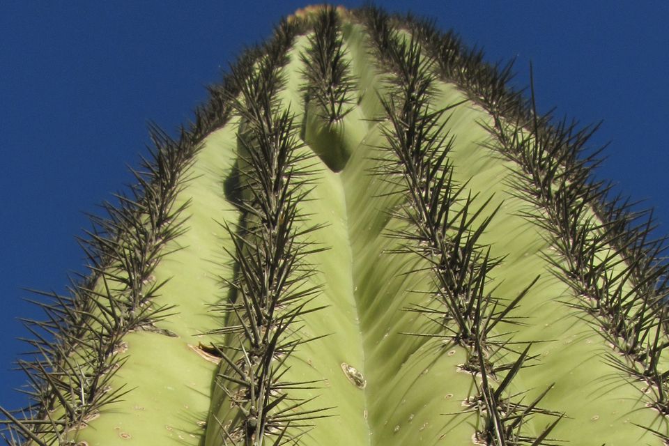 Saguaro क क टस क ब र म ज नन क ल ए 16 च ज