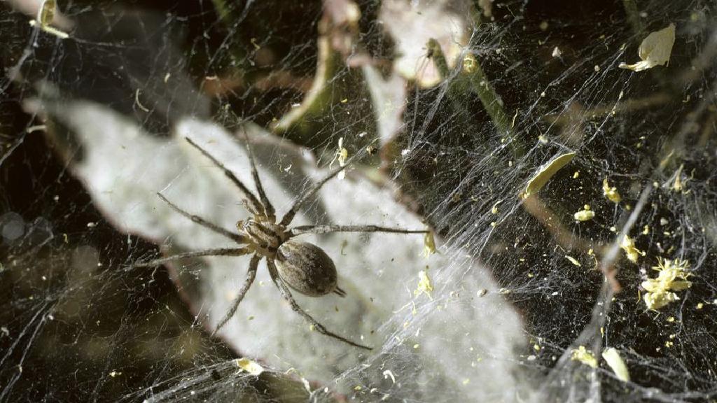 犹他州的危险蜘蛛