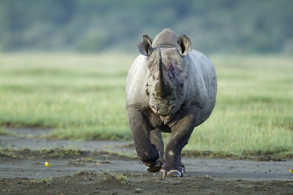 Top 10 Lista Najnevarnih Zivotinja U Africi