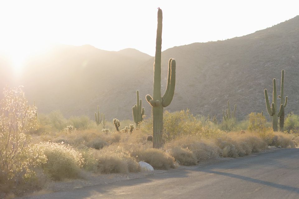 Saguaro क क टस क ब र म ज नन क ल ए 16 च ज