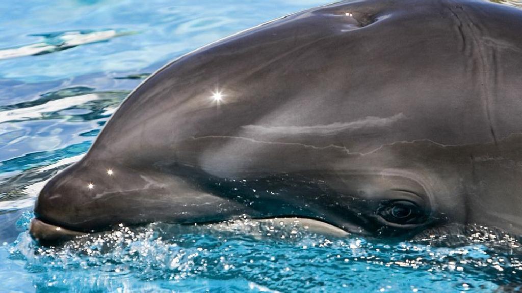 ハワイオアフ島のシーライフパーク生まれのwholphin Calf