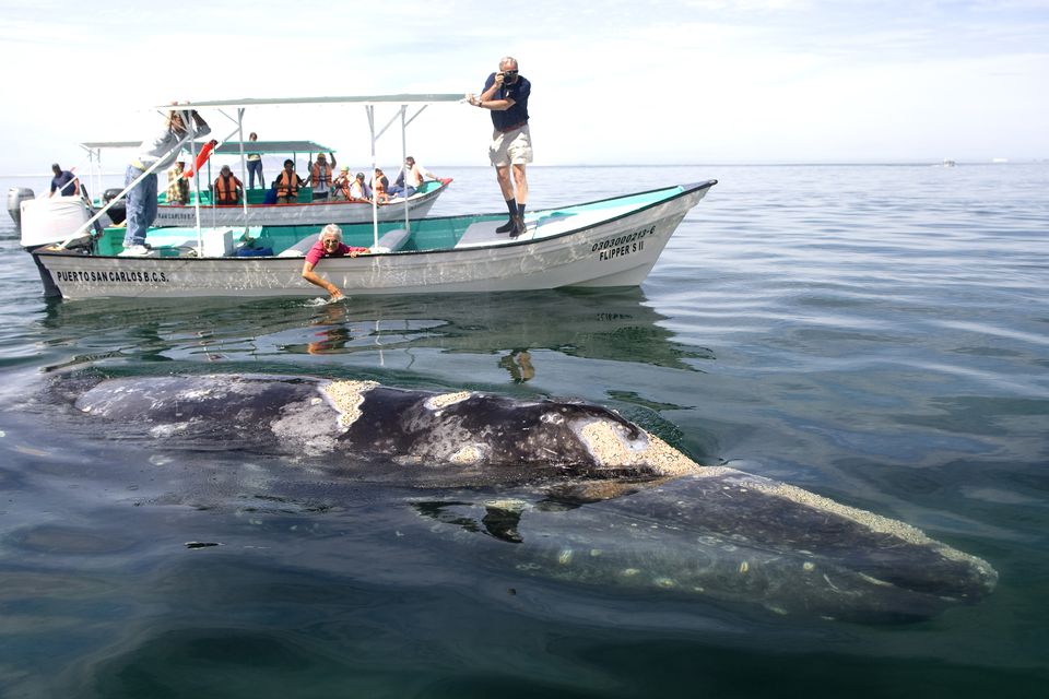 バハ カリフォルニア シュル メキシコのクジラウォッチングの方法