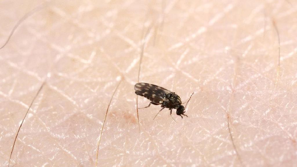 ノミの咬傷を避ける方法 ノミの咬傷を避ける方法