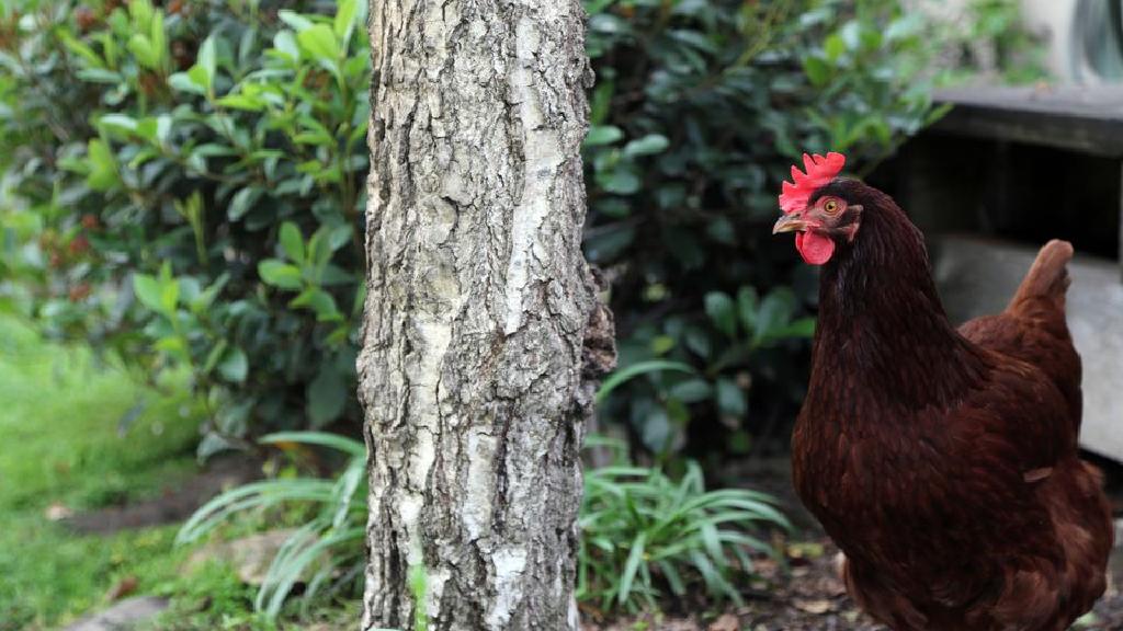 家畜の規制とヒントを持つサンディエゴの都市農業