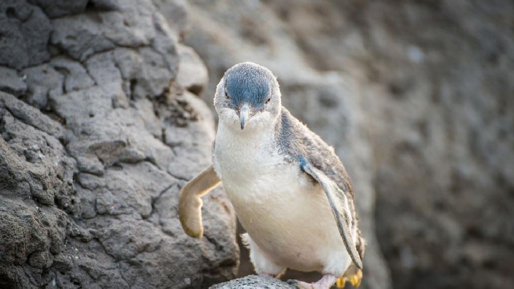 ペンギンを見るオーストラリアの7つの場所