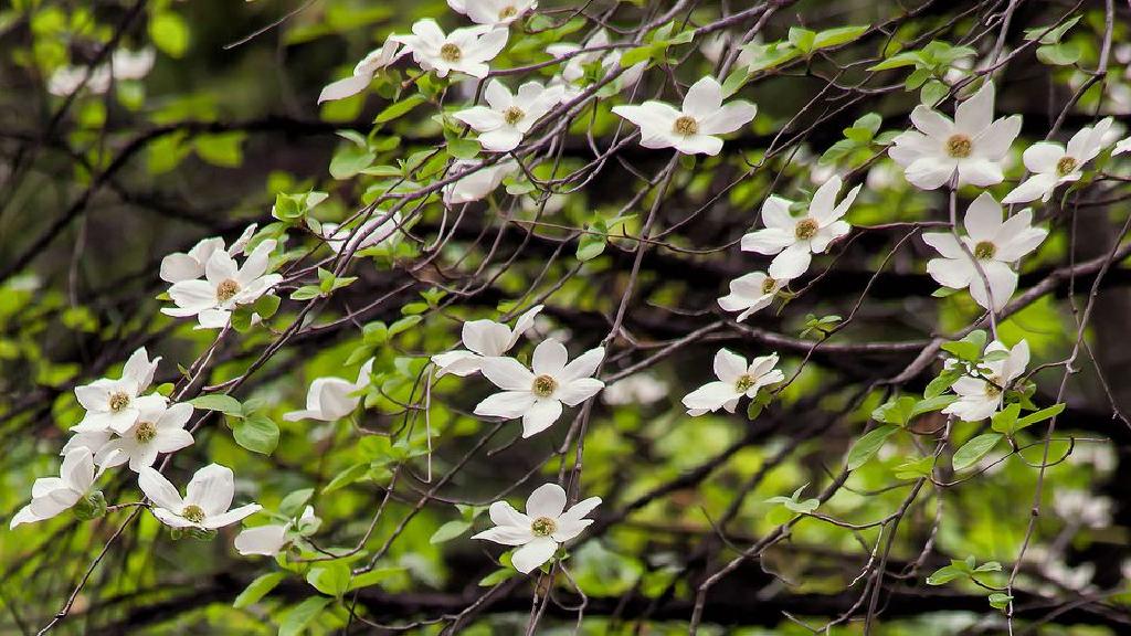 春のカリフォルニア あなたがやりたいこと