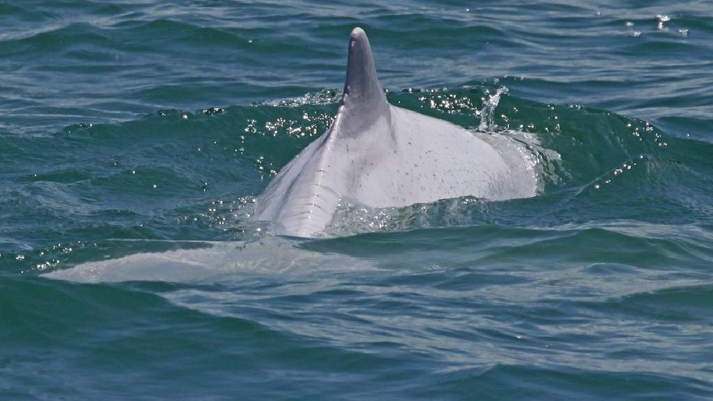 哪里可以看到香港的粉红海豚