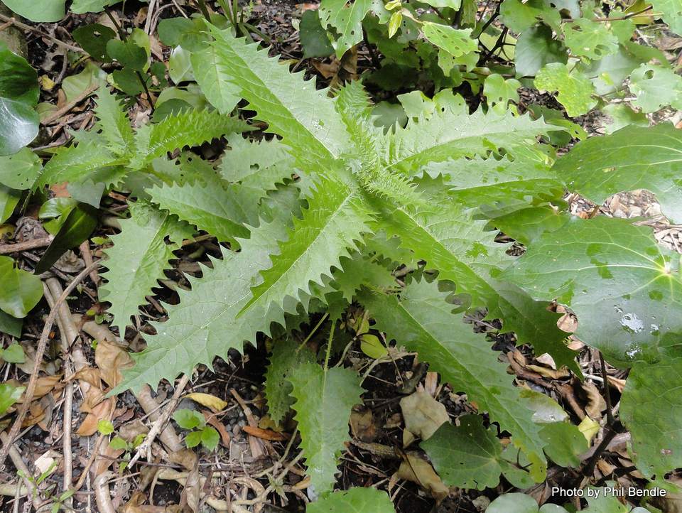 ニュージーランドの危険な植物や動物