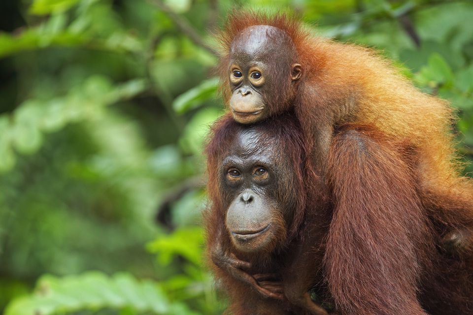 Bornean orangutane femër që mbante djalin e saj