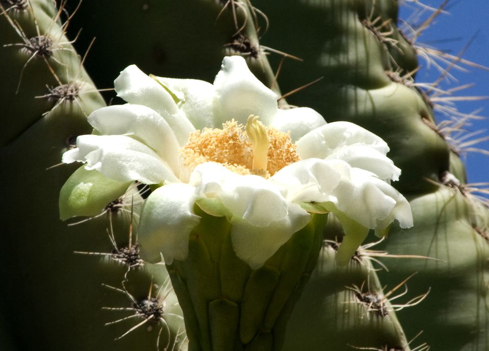 Saguaro क क टस क ब र म ज नन क ल ए 16 च ज