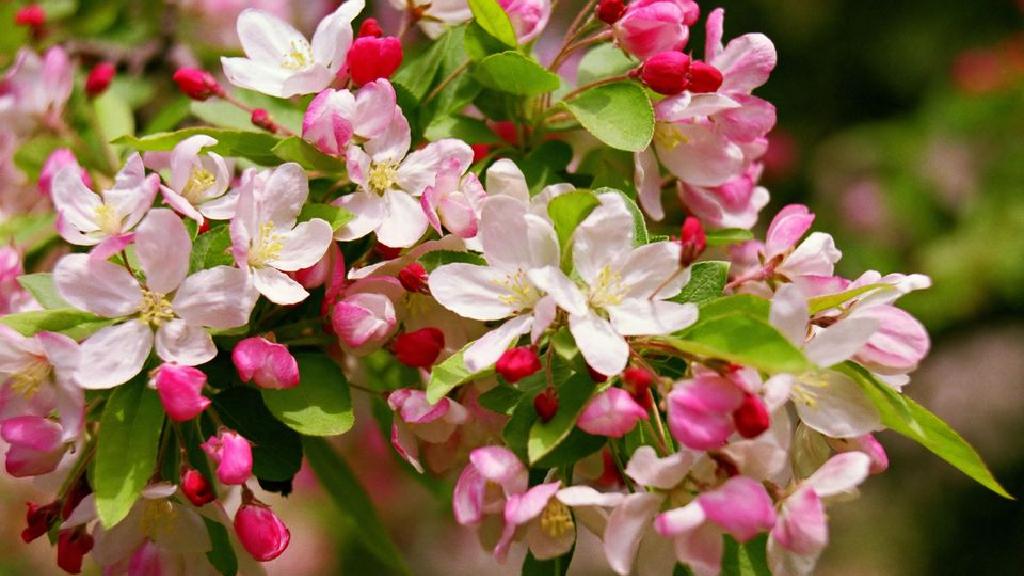 เทศกาล Shenandoah Apple Blossom 18 Winchester Virginia