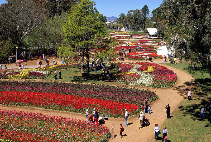 オーストラリアで訪れる価値のある4つの花祭