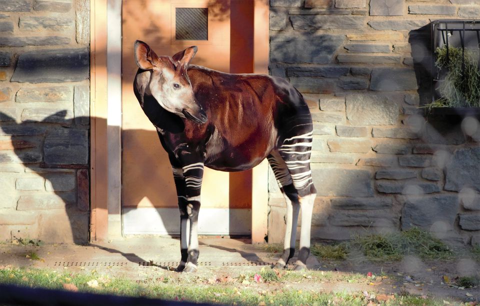 Okapi خارج از خانه
