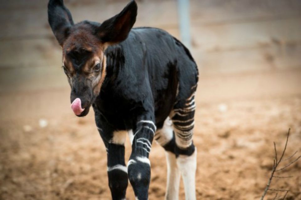 15年春の最も愛らしい動物園の赤ちゃん