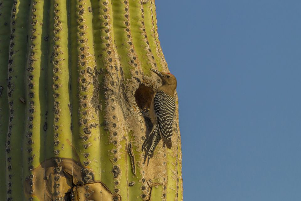 Saguaro क क टस क ब र म ज नन क ल ए 16 च ज