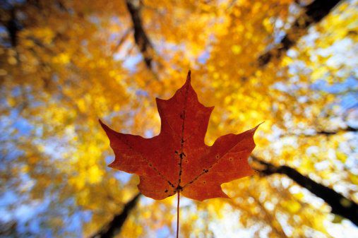 عرض كندا سقوط أوراق الشجر صور ومعلومات الخريف
