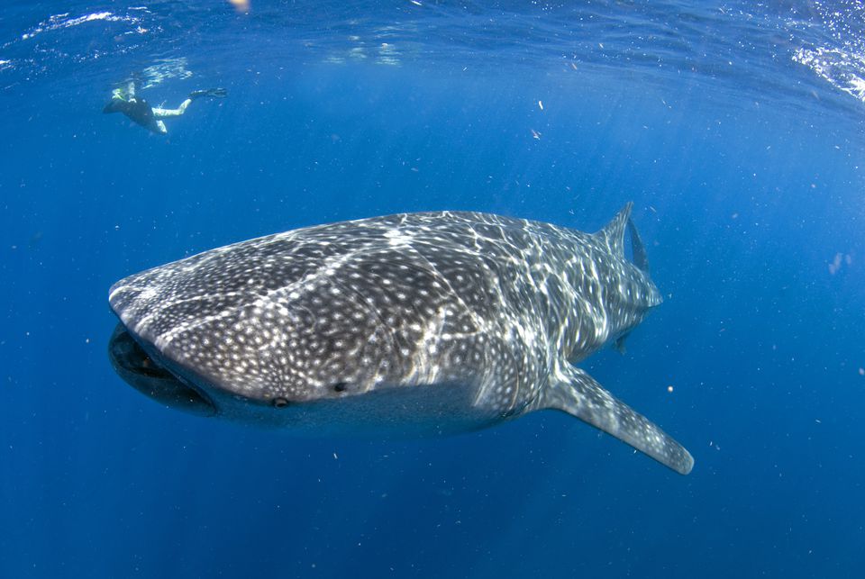 鲸鲨（Rhincodon typus）与女性潜水员，坎昆附近的女人岛和Holbox，墨西哥，加勒比海