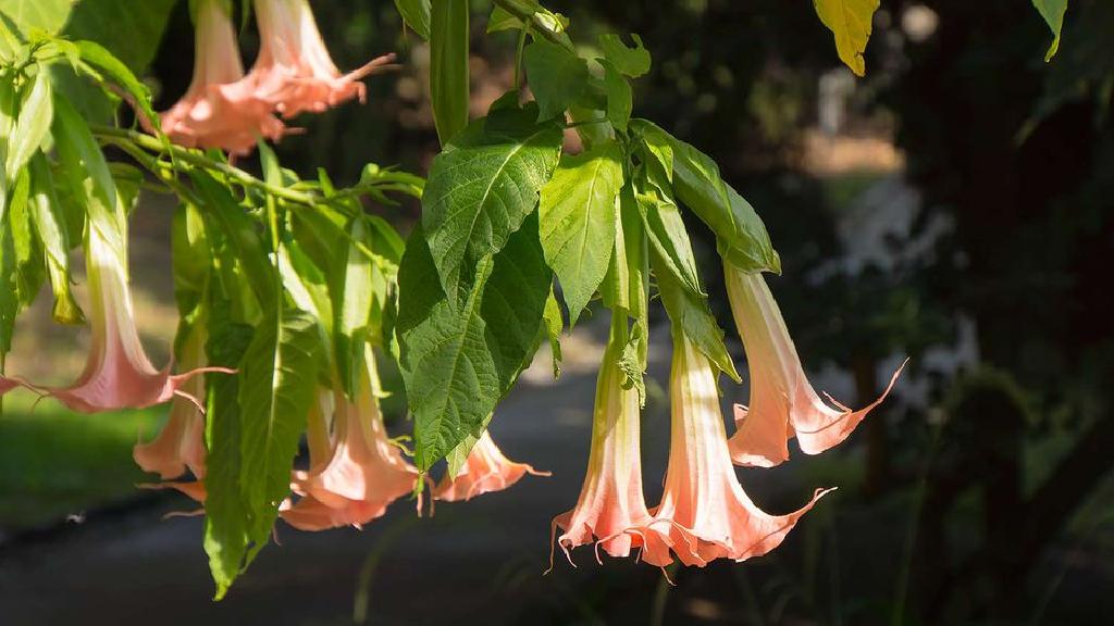 ホノルルホテル イタリアの植物園