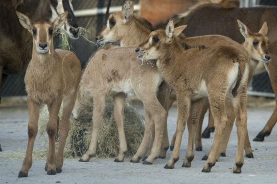 15年春の最も愛らしい動物園の赤ちゃん