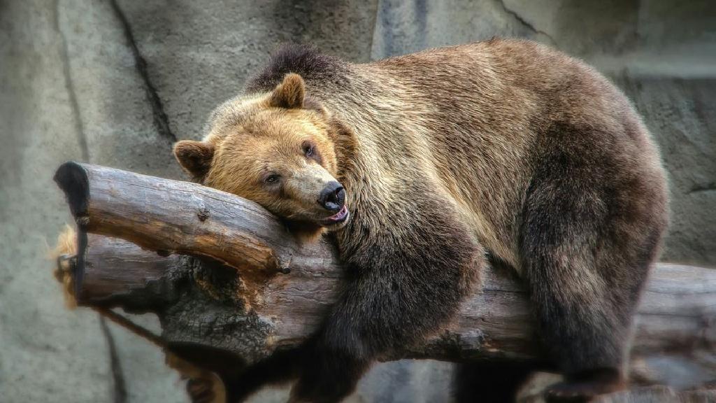 クリーブランドで子供たちの誕生日パーティーを開催するトップの場所